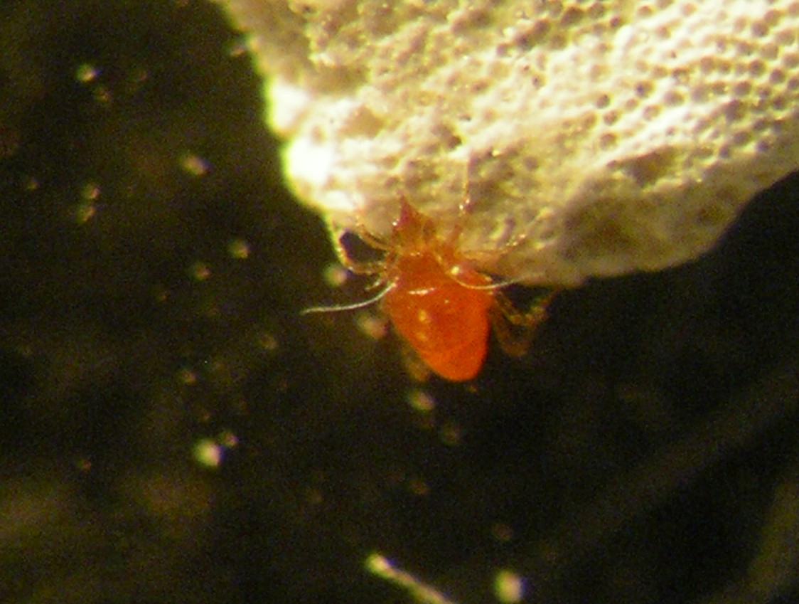 Acaro Bdellidae